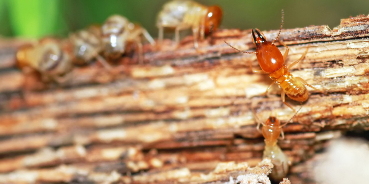 Early Warning Signs of Tiny Baby Termites You Shouldn’t Ignore