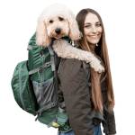 cage dog large