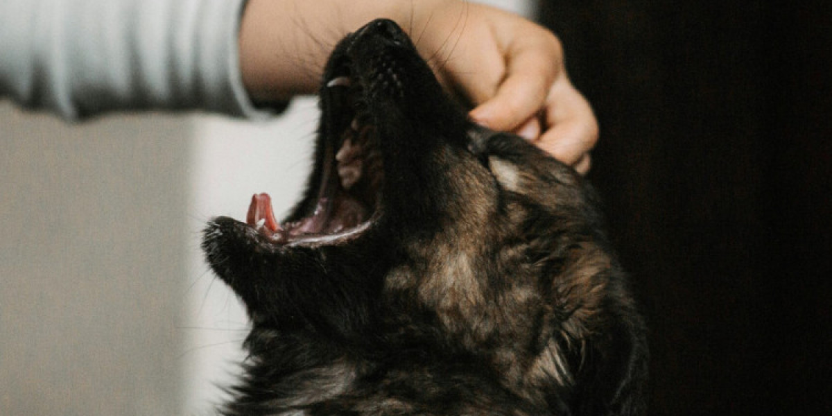 Spaying and Neutering: Benefits for Pets and Their Owners