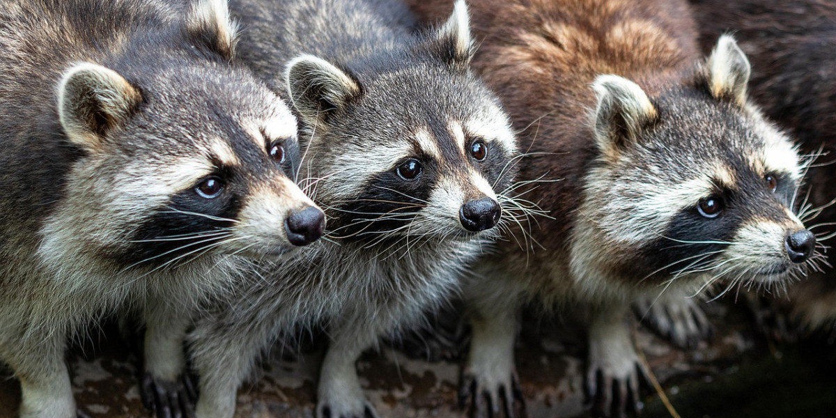 Professional Approaches to Expert Wildlife Removal and Prevention