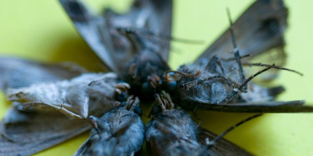 Best Online Casinos in Australia Top Casino Sites For 2025