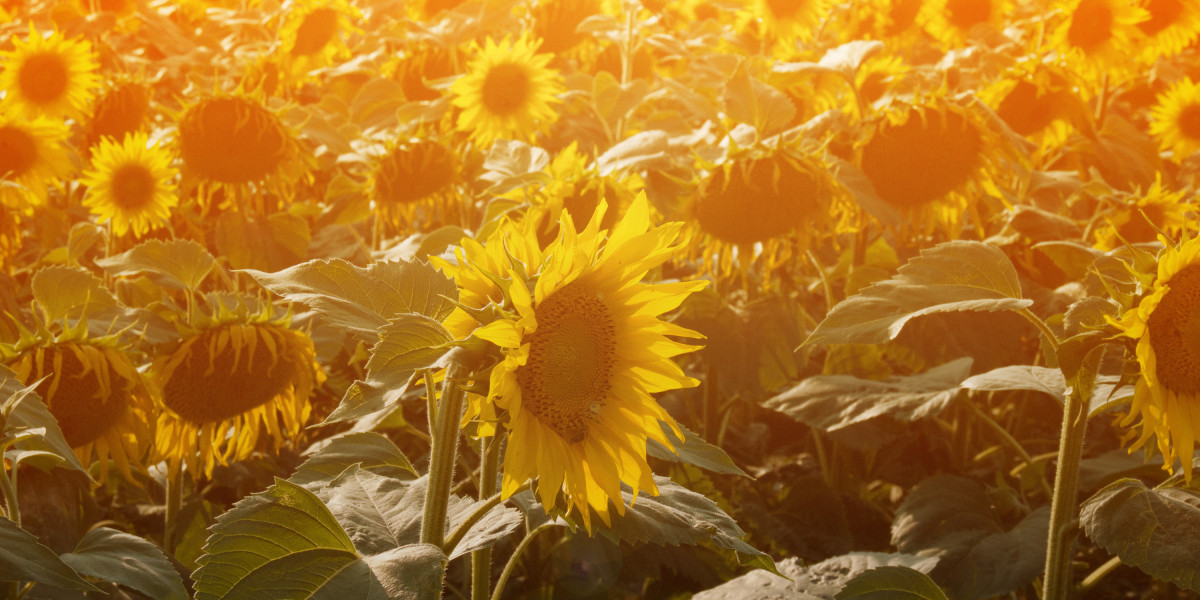 Exploring the Usage of Modafinil Tablets: Benefits, Dangers, and Purchasing Concerns