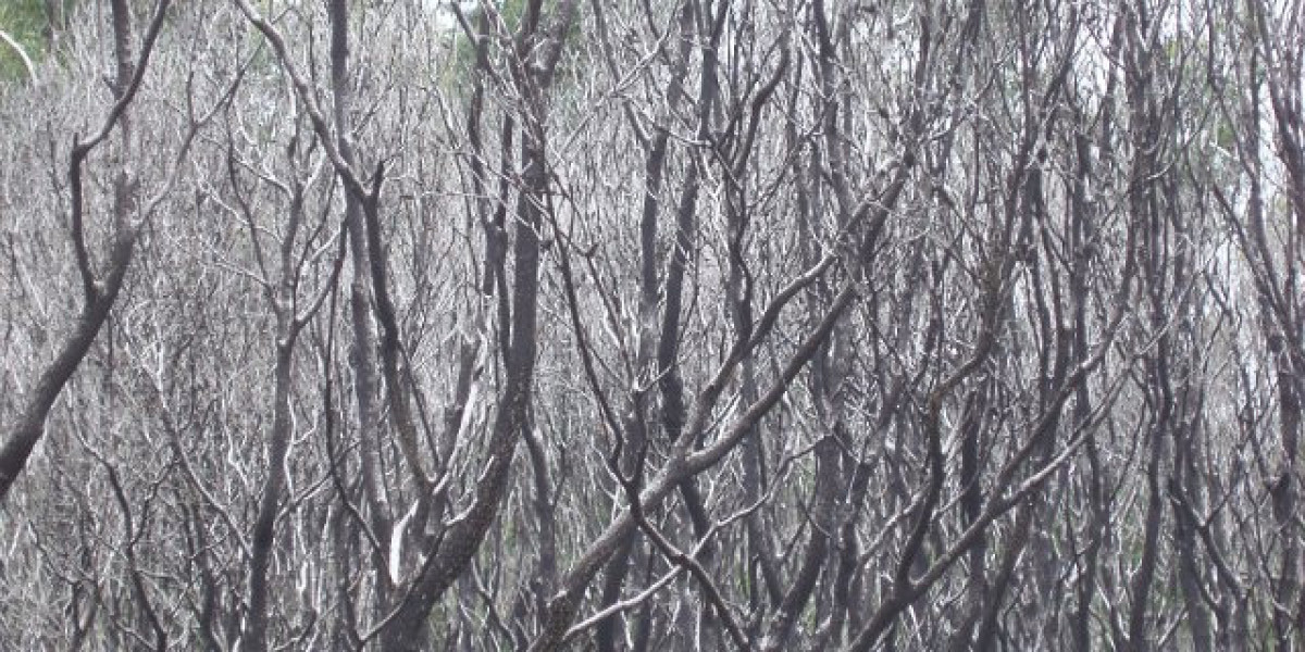 RocketPlay Casino No Deposit Bonus & Top Slots 2025