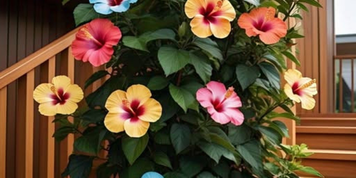 Maple Leafs Indicator Morgan Rielly In direction of 8-12 months Deal Extension