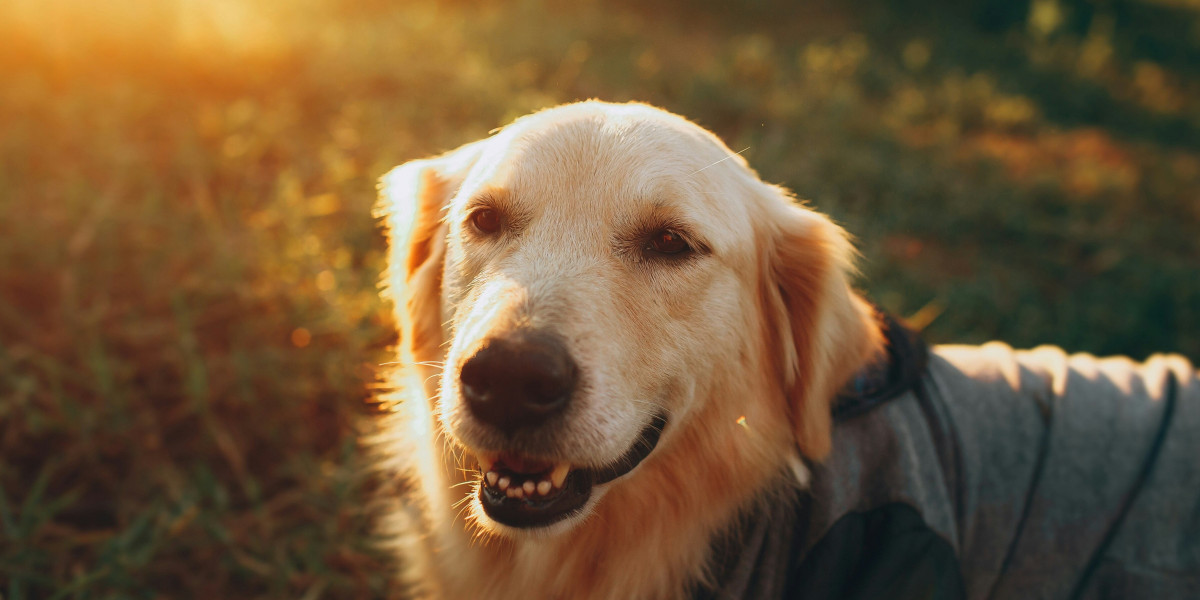 Tired of Tug of War Walks Meet the Leash That Changing the <br>Game for Dog Owners