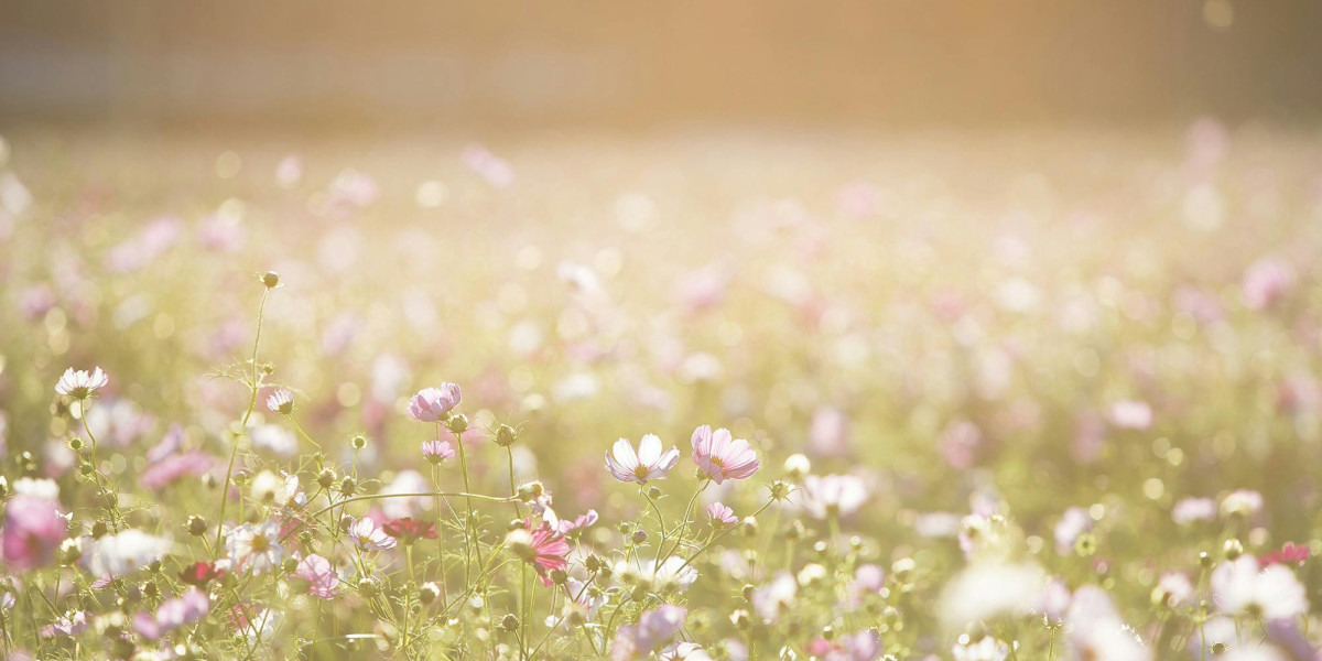 Market surge? Latest price fluctuations of Petition Splinter x 50